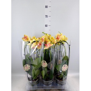 Phalaenopsis  'Elegant Cascade'