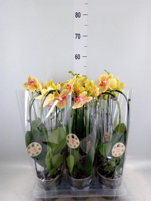 <h4>Phalaenopsis  'Elegant Cascade'</h4>