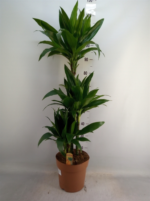 <h4>Dracaena frag. 'Janet Craig'</h4>