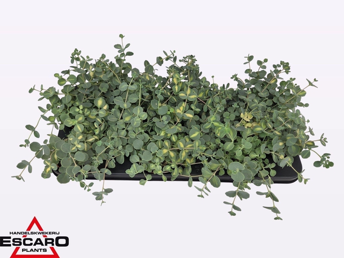 <h4>Sedum sieboldii Mediovariegatum</h4>