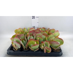 Kalanchoe NF thyrsiflora