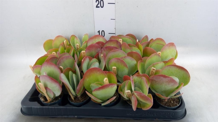 <h4>Kalanchoe NF thyrsiflora</h4>