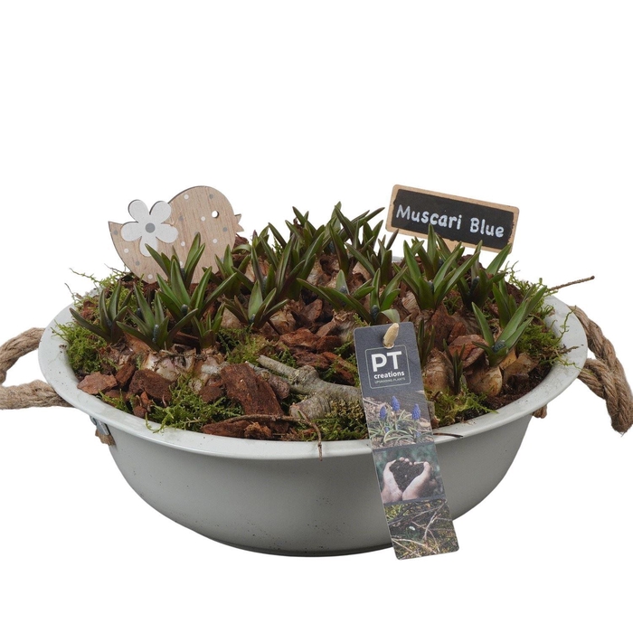 <h4>Arr.  Muscari L%</h4>