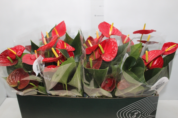 <h4>ANTHURIUM RED SUCCESS P15 PREMIUM</h4>