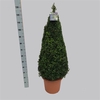 Buxus overig