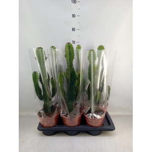 Euphorbia acrurensis