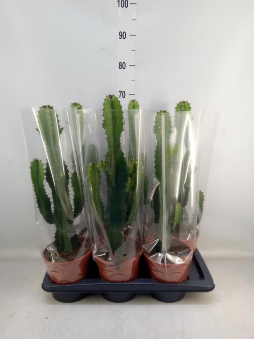 <h4>Euphorbia acrurensis</h4>