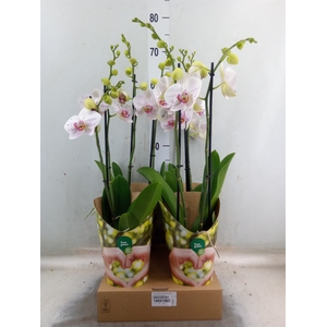 Phalaenopsis  'Bohemian Goya'
