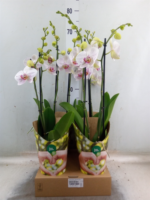 <h4>Phalaenopsis  'Bohemian Goya'</h4>