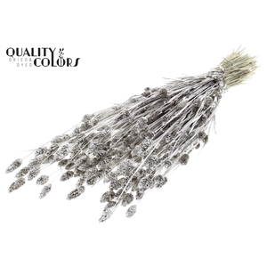 Phalaris per bunch Platina + Glitter