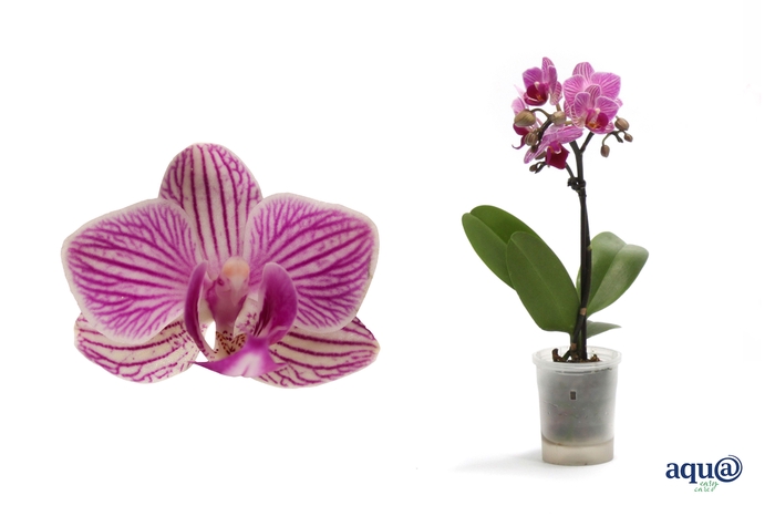 <h4>Phal Tiny Dolls Roze 1T7+ Aqu@</h4>