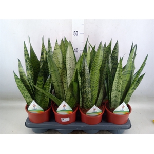 Sansevieria zeylanica
