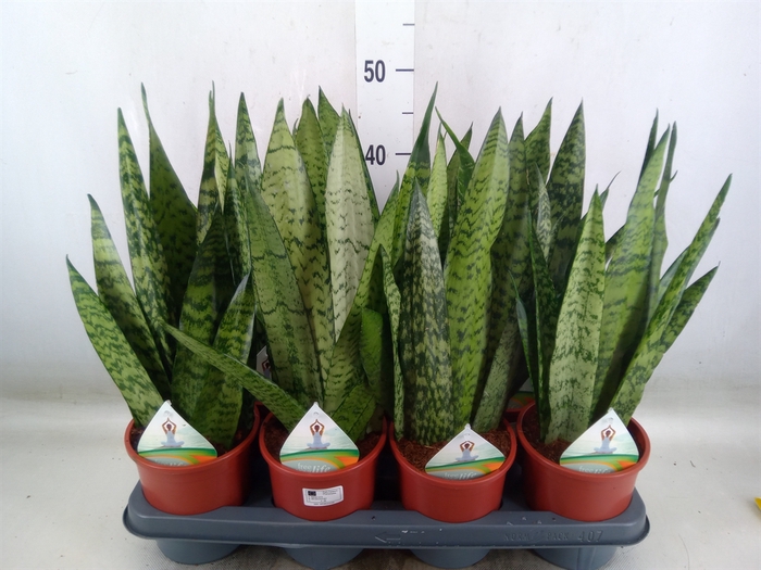 <h4>Sansevieria zeylanica</h4>