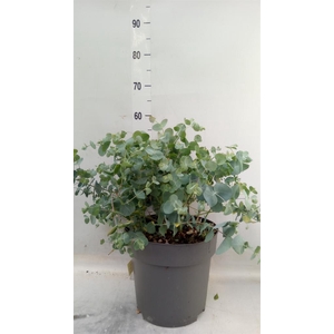 Eucalyptus gunnii