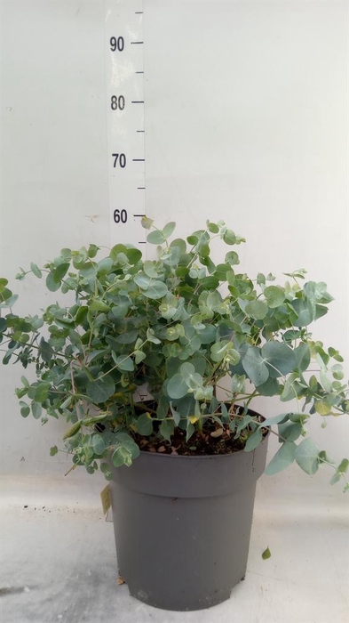 <h4>Eucalyptus gunnii</h4>