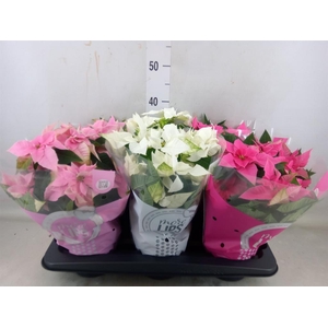 Euphorbia pulc. 'Princ'  ..mix