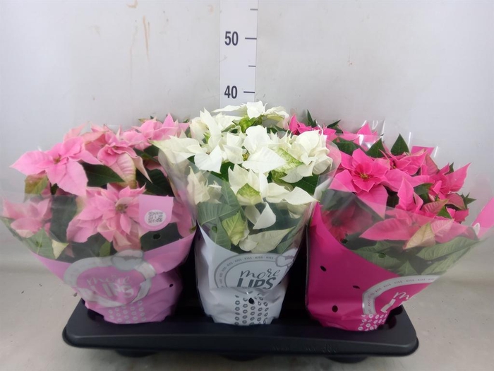 <h4>Euphorbia pulc. 'Princ'  ..mix</h4>