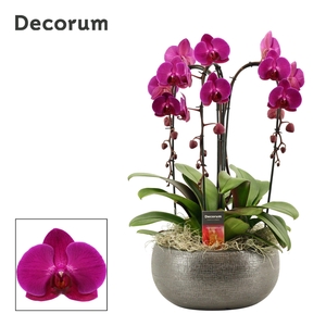 Nero cascade 3 tak symphony purple (Deco-collection)