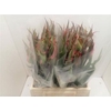 Fritillaria Dragonfruit