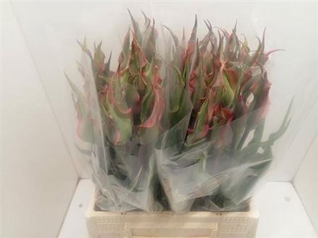 Fritillaria Dragonfruit