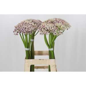 Allium Silverspring