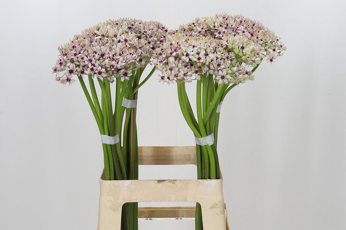 <h4>Allium Silverspring</h4>