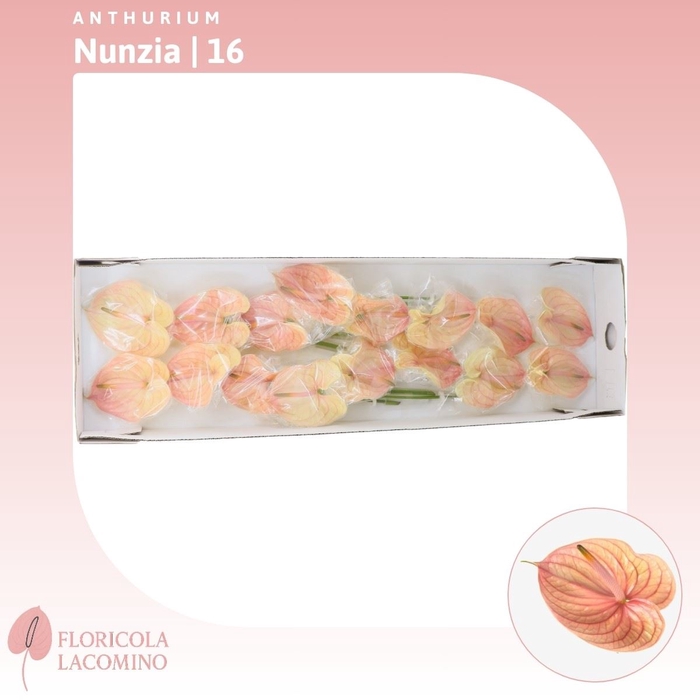 <h4>Anthurium Nunzia</h4>