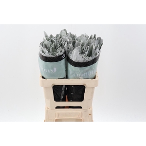 Senecio Silver Lagoon 60cm