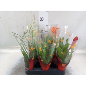 Bromelia   ...mix