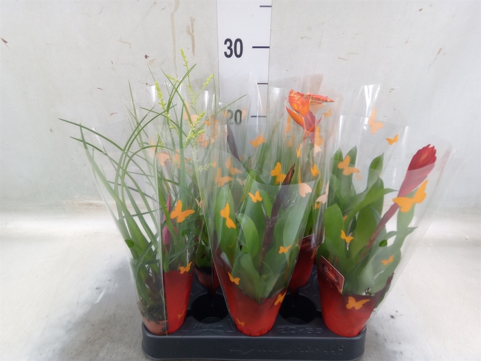 <h4>Bromelia   ...mix</h4>