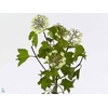 VIBURNUM OPULUS BLOEIEND