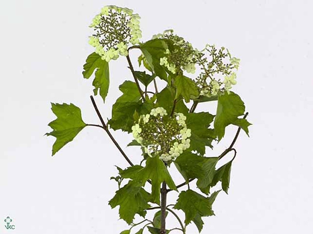 VIBURNUM OPULUS BLOEIEND