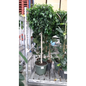 Ficus benja. 'Danielle'