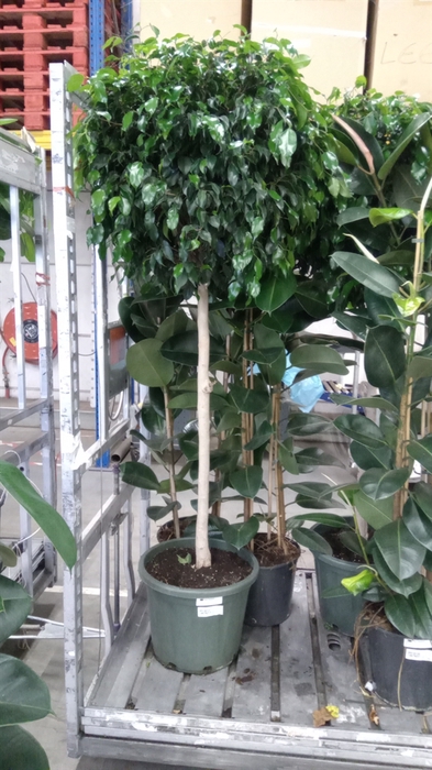 <h4>Ficus benja. 'Danielle'</h4>