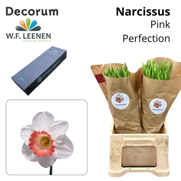 <h4>Narcissus Pink Perfection Small Box 100</h4>