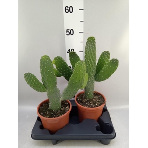 Opuntia