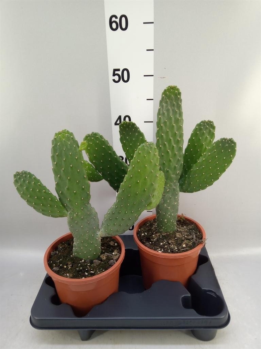 <h4>Opuntia</h4>