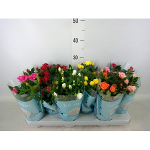 Rosa  'Beau Monde'   ...mix