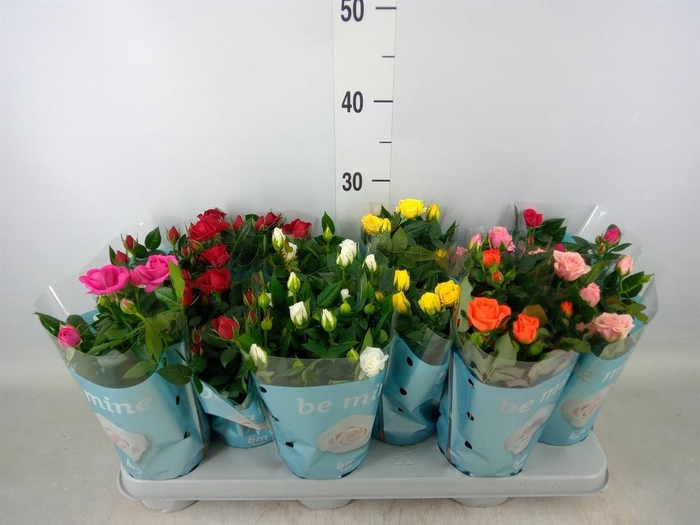 <h4>Rosa  'Beau Monde'   ...mix</h4>