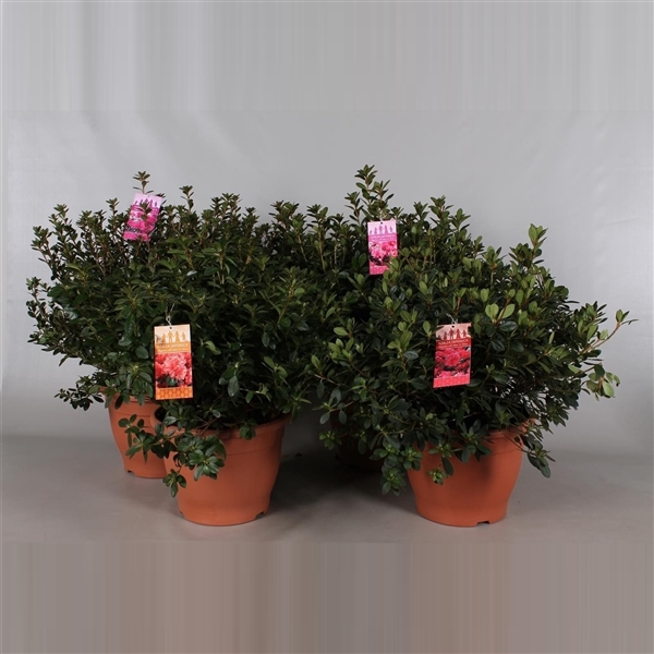 <h4>Azalea Japonica P32</h4>