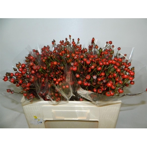Rosa Red Fruitilia