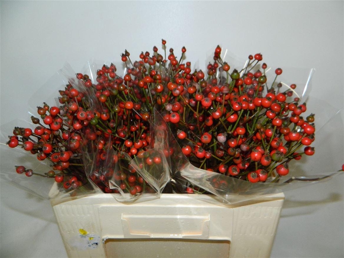 <h4>Rosa Red Fruitilia</h4>