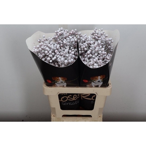 Rosa Bottel Wx Wit Fijn