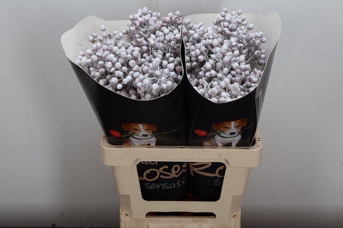 <h4>Rosa Bottel Wx Wit Fijn</h4>