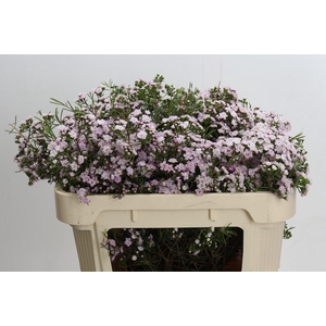 Chamelaucium Dancing Queen