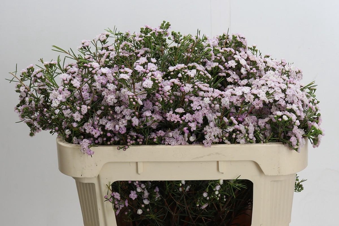 Chamelaucium Dancing Queen