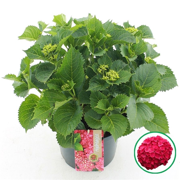 <h4>Hydrangea macr. Rood C5 (23cm.) Kn.</h4>