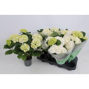 HYDR M CRYSTAL PALAC