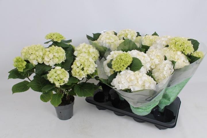 <h4>HYDR M CRYSTAL PALAC</h4>