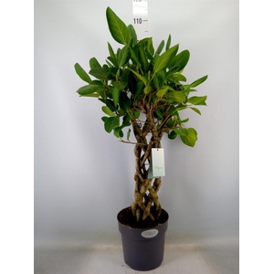 Ficus benja.   ...special shapes